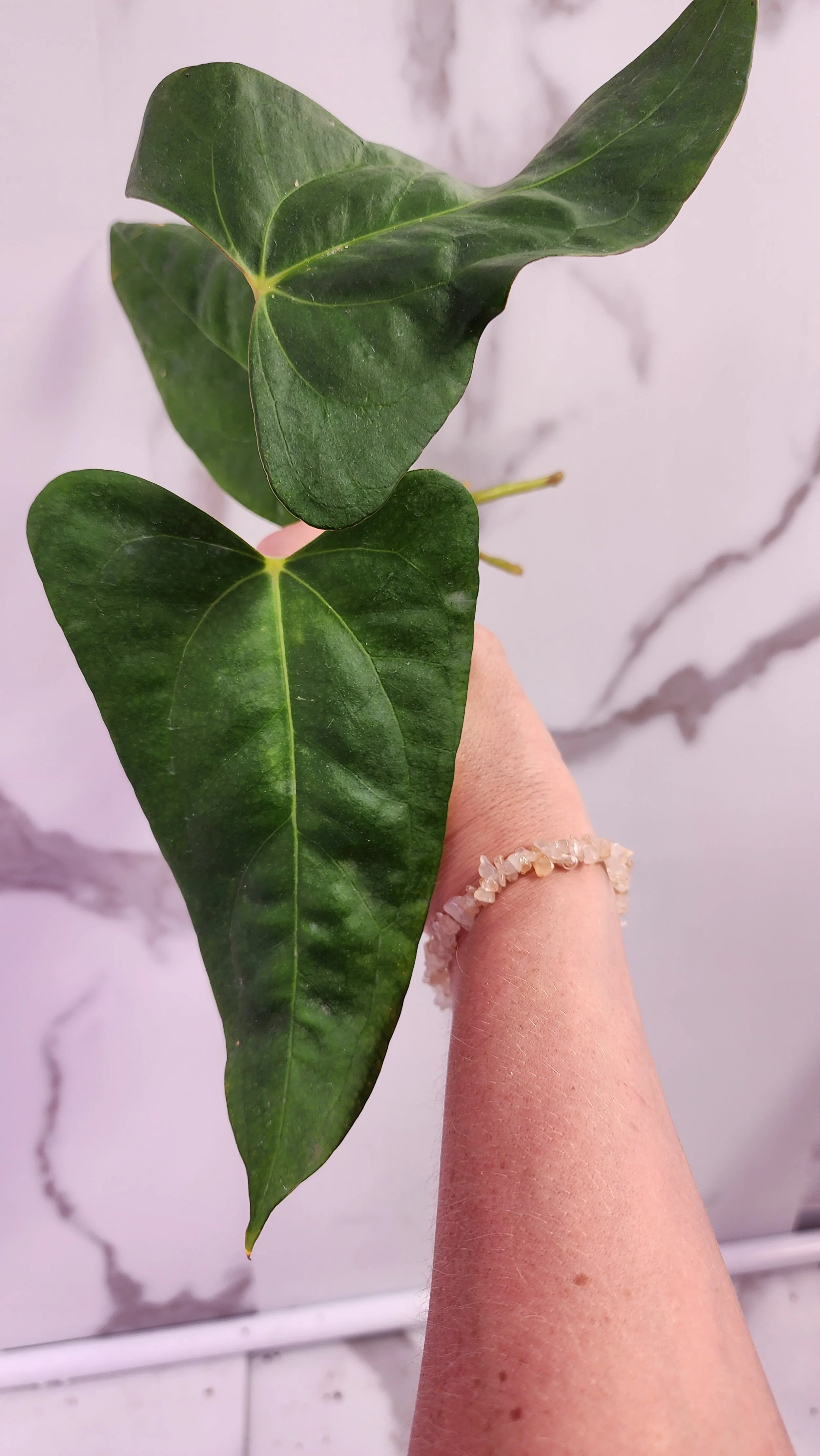 Anthurium 